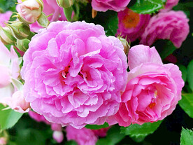 蔷薇花开