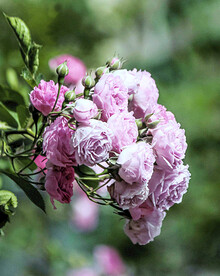蔷薇花开