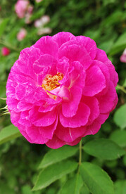 蔷薇花开