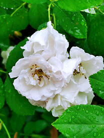 蔷薇花开
