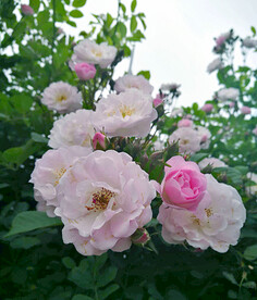 蔷薇花开