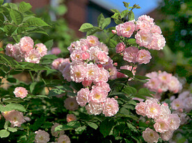 蔷薇花开
