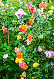 蔷薇花开