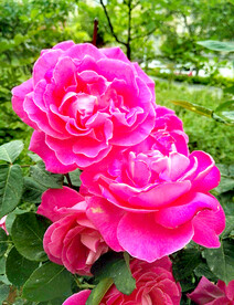 蔷薇花开