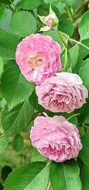 蔷薇花开