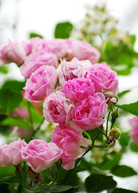 蔷薇花开