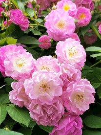 蔷薇花开