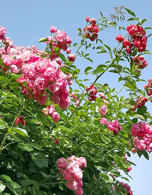 蔷薇花开