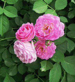 蔷薇花开