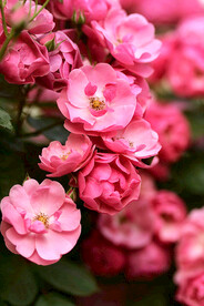蔷薇花开