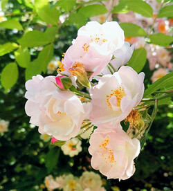 蔷薇花开