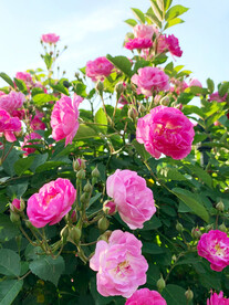 蔷薇花开