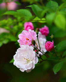 蔷薇花开