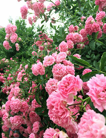 蔷薇花开
