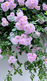 蔷薇花开