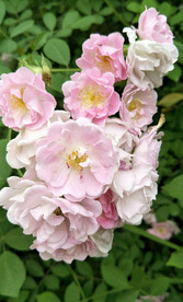 蔷薇花开