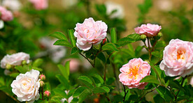 蔷薇花开