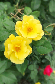 蔷薇花开