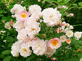 蔷薇花开