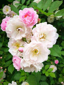 蔷薇花开