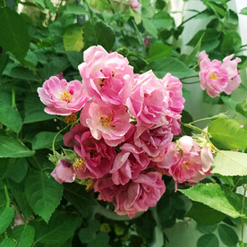 蔷薇花开