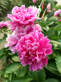 蔷薇花开