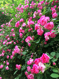 蔷薇花开