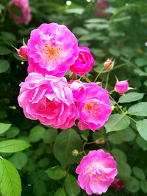 蔷薇花开