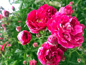 蔷薇花开