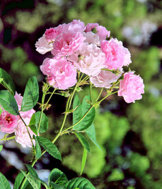 蔷薇花开