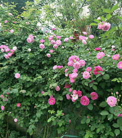 蔷薇花开