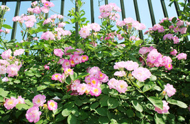 蔷薇花开