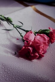 鲜花
