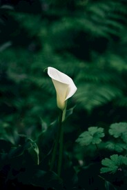 花草 