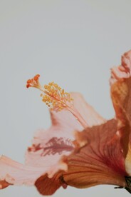 鲜花