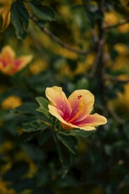 花草