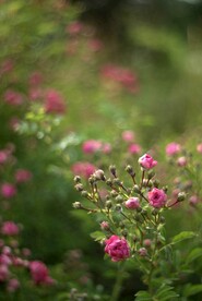花草 