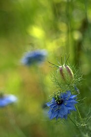 花草 