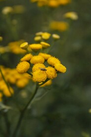 花草 