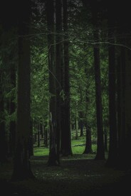 深林