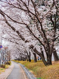 樱花