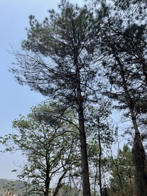 松树