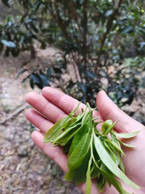 叶尖茶