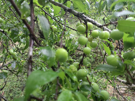李子树