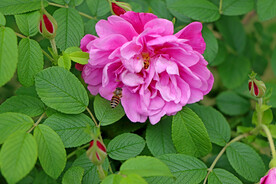 月季花