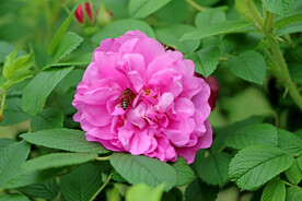 月季花