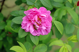 月季花