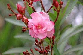 夹竹桃花