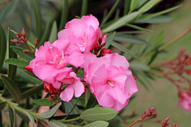 夹竹桃花