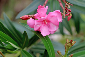 夹竹桃花